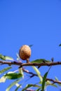 Ripe brown almond nut growing on tree on blue sky background Royalty Free Stock Photo