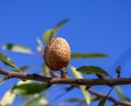 Ripe brown almond nut growing on tree on blue sky background Royalty Free Stock Photo