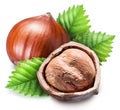 Ripe brown hazelnut and kernel of hazelnut. Clipping path.