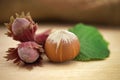 Ripe brown hazelnut and young hazelnuts with leafs Royalty Free Stock Photo