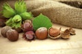 Ripe brown hazelnuts and young hazelnuts with leafs Royalty Free Stock Photo