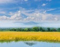 Ripe of brown paddy rice field with beautiful sky and cloud, the machinery harvesting of ripe of brown paddy rice field in Tha Royalty Free Stock Photo