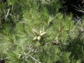 Ripe brown and unripe green cones on a pine branch among long sharp needles on a Sunny summer day. Evergreen coniferous tree. Royalty Free Stock Photo