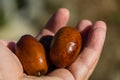 Ripe brown Ziziphus jujuba fruits Chinese dateI on the hand.