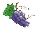 Ripe brunch of grapes, juicy organic fruit vector