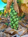 Ripe brussels sprouts in the fields from the Netherlands Royalty Free Stock Photo