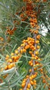 Ripe buckthorn berries on a branch