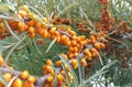 Ripe buckthorn berries on a branch