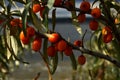 Ripe buckthorn berries close-up against the background of the river