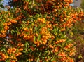 Ripe buckthorn bush close-up