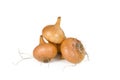 Ripe bulbs of onion on the white background.