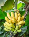 Ripe bunch of bananas on the palm. Royalty Free Stock Photo
