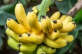 Ripe bunch of bananas on the palm. Royalty Free Stock Photo