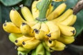 Ripe bunch of bananas on the palm. Royalty Free Stock Photo