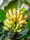 Ripe bunch of bananas on the palm. Royalty Free Stock Photo