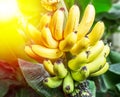 Ripe bunch of bananas on the palm Royalty Free Stock Photo