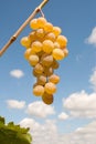 Ripe bunch of grapes