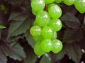 A lot of ripe grapes close-up. Grape sort. Vineyard ripe grapes in harvest season. Royalty Free Stock Photo