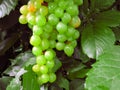 A lot of ripe grapes close-up. Grape sort. Vineyard ripe grapes in harvest season. Royalty Free Stock Photo