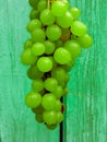 A lot of ripe grapes close-up. Grape sort. Vineyard ripe grapes in harvest season. Royalty Free Stock Photo