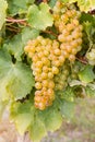 Ripe bunch of grapes growing in vineyard Royalty Free Stock Photo