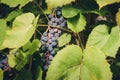 Ripe bunch of grapes hanging on a plant on a sunny day/bunch of blue grapes hanging on a plant with green leaves