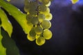 Ripe bunch of grapes Royalty Free Stock Photo