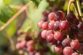 A ripe bunch of grapes on the vine.