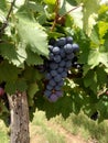 Grape cluster hanging from its plant in a vineyard