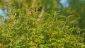 Ripe bunch of mountain ash. Bunches of rowan. Bunch rowanberry outdoors. Selective focus.