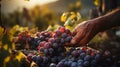 A ripe bunch of red grapes in the farmer\'s hands. AI Generated
