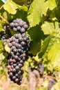 Ripe bunch of red grapes growing on vine in vineyard at harvest time Royalty Free Stock Photo