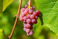 A ripe bunch of red grapes hangs on a vine illuminated by the rays of the sun Royalty Free Stock Photo