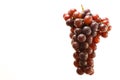 Ripe bunch of red grapes isolated on white background