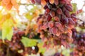 Ripe bunch of red grapes on vine. Autumn grapes harvest for food or wine making In Vineyard. Red Seedless Grapes grape sort. Fresh Royalty Free Stock Photo