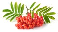 Ripe bunch of rowan berries or red mountain ash and green leaves Royalty Free Stock Photo