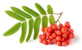 Ripe bunch of rowan berries or red mountain ash and green leaves Royalty Free Stock Photo