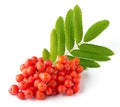 Ripe bunch of rowan berries or red mountain ash and green leaves Royalty Free Stock Photo