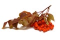 Ripe bunch of rowan berries with yellow leaves Royalty Free Stock Photo