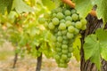 Ripe bunch of Sauvignon blanc grapes growing on vine in organic vineyard Royalty Free Stock Photo