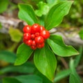 Ripe Bunchberry Cluster - Top View