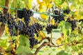 Ripe bunches of black grapes on vine outdoors. Autumn grapes harvest in vineyard for wine making. Cabernet Sauvignon, Merlot, Royalty Free Stock Photo