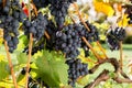 Ripe bunches of black grapes on vine outdoors. Autumn grapes harvest in vineyard for wine making. Cabernet Sauvignon, Merlot, Royalty Free Stock Photo