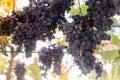 Ripe bunches of black grapes on vine outdoors. Autumn grapes harvest in vineyard for wine making. Cabernet Sauvignon, Merlot, Royalty Free Stock Photo