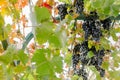 Ripe bunches of black grapes on vine outdoors. Autumn grapes harvest in vineyard for wine making. Cabernet Sauvignon, Merlot, Royalty Free Stock Photo