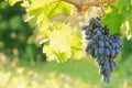 Ripe bunches of blue grape fruit of autumn harvest ready for further processing in agriculture and manufacturing and wine. Royalty Free Stock Photo