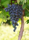 Ripe bunches of blue grape fruit of autumn harvest ready for further processing in agriculture and manufacturing and wine. Royalty Free Stock Photo