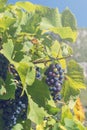 Ripe bunches of blue grapes among green leaves in the sun. Vineyards. Close-up Royalty Free Stock Photo