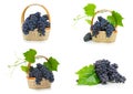 Ripe bunches of dark grapes on a white background. Royalty Free Stock Photo