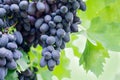 Ripe bunches of grapes on the vine. A bunch of grapes with a place for copy space. Winemaking and autumn grape harvest Royalty Free Stock Photo